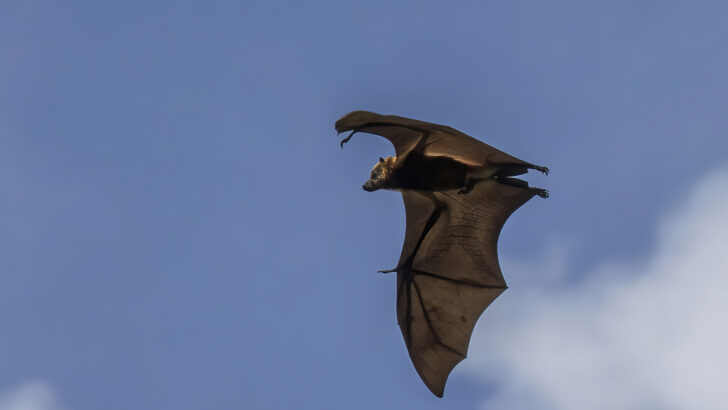 Australia’s Often Misunderstood Flying Foxes May Be Among The Most Valuable Wildlife, Study Says