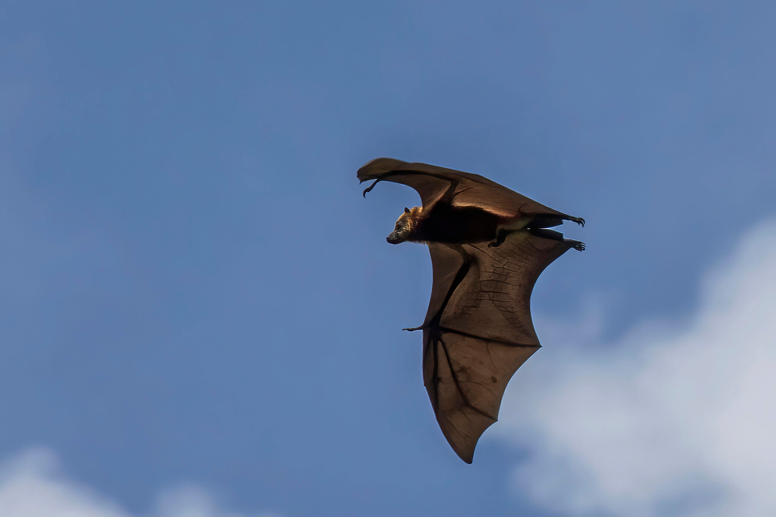 Australia’s flying foxes offer valuable services & deserve better reputation: Study