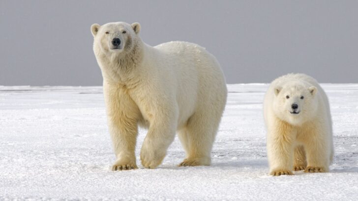 New Research Shows Behavioral Flexibility Plays A Surprising Role in Animal Evolution