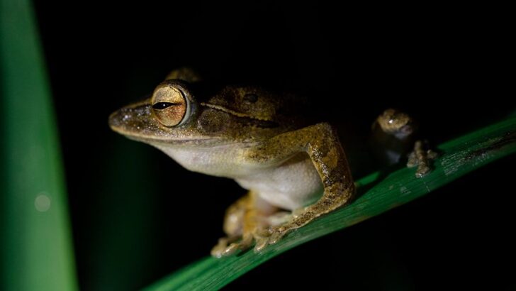 Tiny Marsupial Frog Discovered in Peru Carries Eggs on Its Back