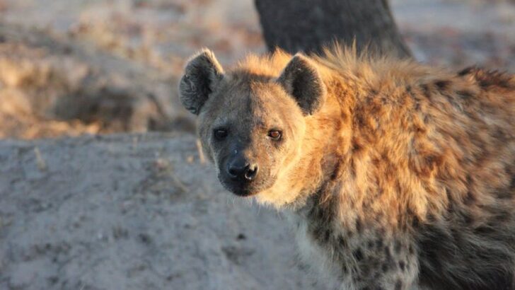 Hyena Research Explains Why Certain Predators Adapt Better And Thrive Near Human Presence