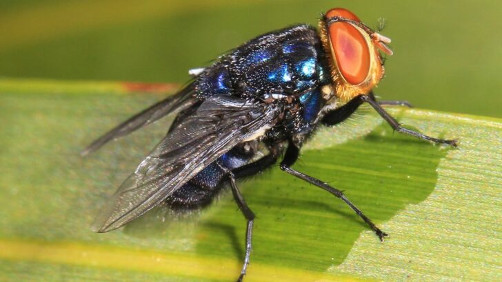 Flesh-Eating Screwworm Fly Is Creeping Closer To The US Border And Experts Are Alarmed