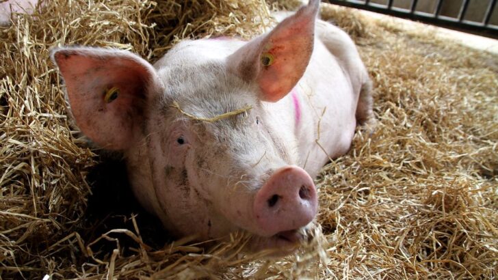 Pregnant Pig Escapes Farm And Finds a Safe Haven Just in Time to Become a Mom