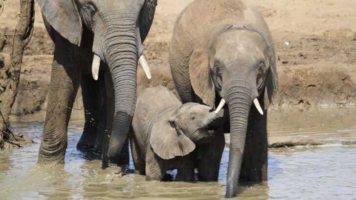 Brave Elephant Mom Rushes to Save Baby From Rising Floodwaters
