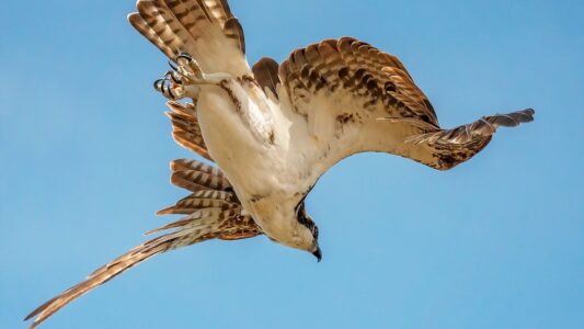 10 Best Destinations in The US to Photograph Ospreys Diving