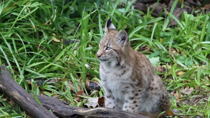 Orphaned Bobcat Brothers Bravo and Tango Released Back Into Their Natural Habitat After Successful Rehabilitation