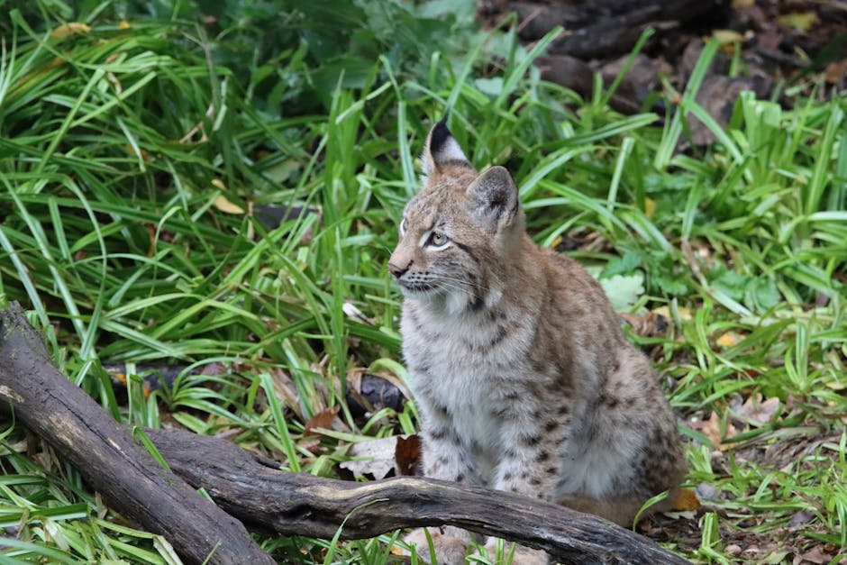Two orphaned bobcats released back into the wild