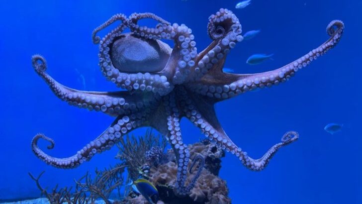 Scientists Discover How Octopuses Use ‘Taste by Touch’ Sensory System to Find the Right Mate