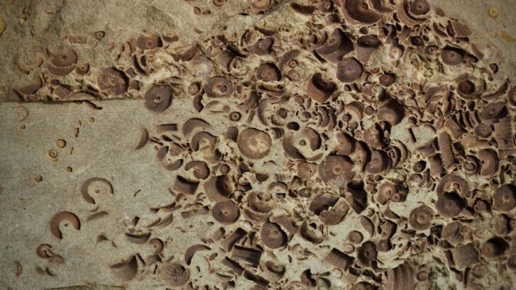 Newly Discovered Ancient Fossil Trove Suggests Complex Life Appeared Earlier Than Thought