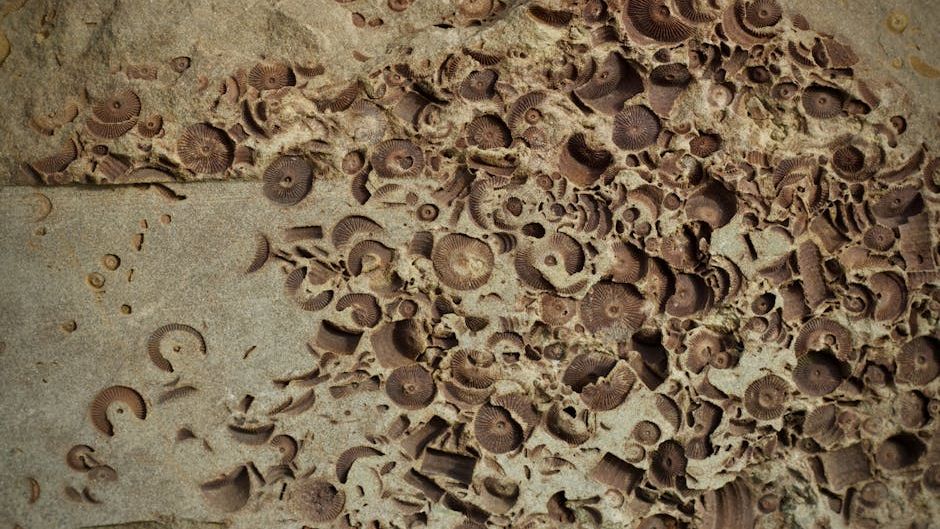 Ancient Treasure Trove Unearthed: The Fossil Site Rewriting Complex Life's Origins