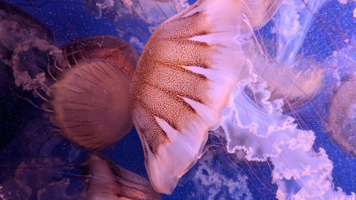 Nuclear Plant Shuts Down After A Swarm of Jellyfish Entered The Filter Drums And Got Liquefied