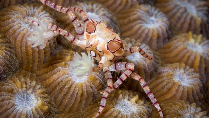 Boxer Crab Mom Masters Cloning to Guard Her Brood