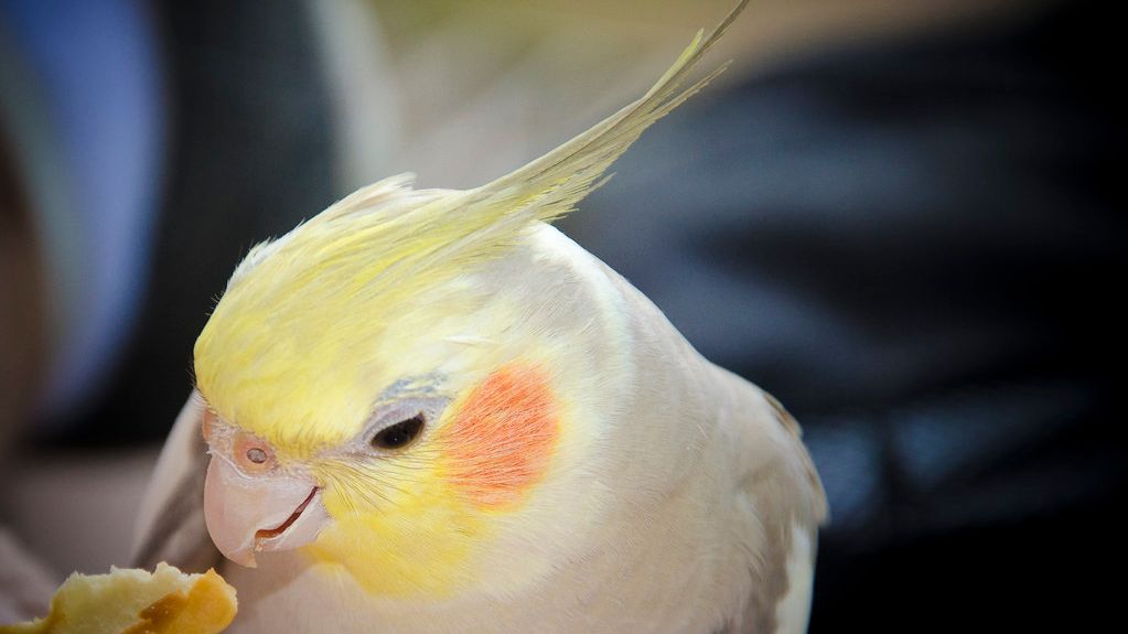 10 Unique Pet Birds Known for Their Intelligence and Personalities