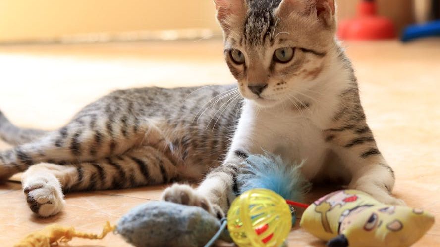 7 Effective Tips for Calming Your Anxious Cat