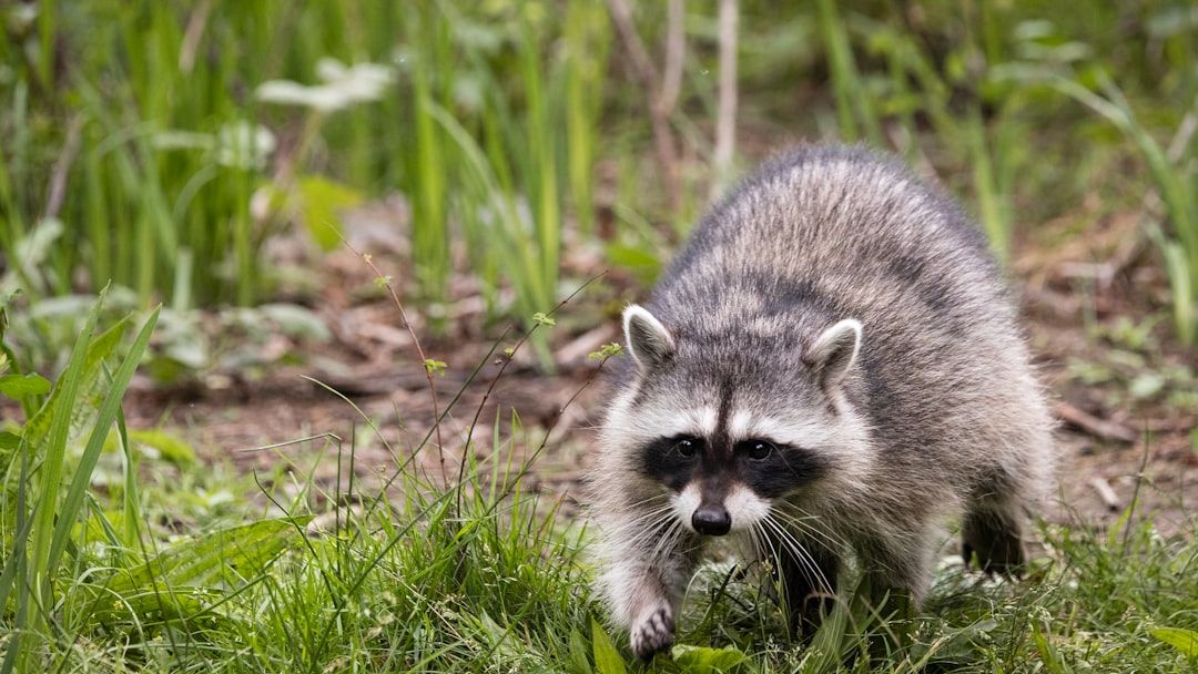 10 US Animals That Look Harmless but Can Be Dangerous