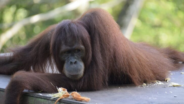 Japan and Indonesia Join Forces to Protect Endangered Orangutans With New Breeding Program