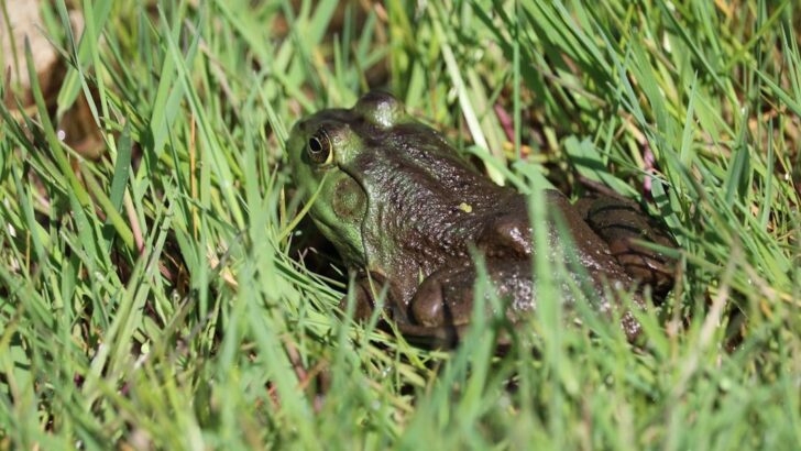 Scientists Say Frogs in Chernobyl Are Growing Darker Over Time as They Adapt to Radiation