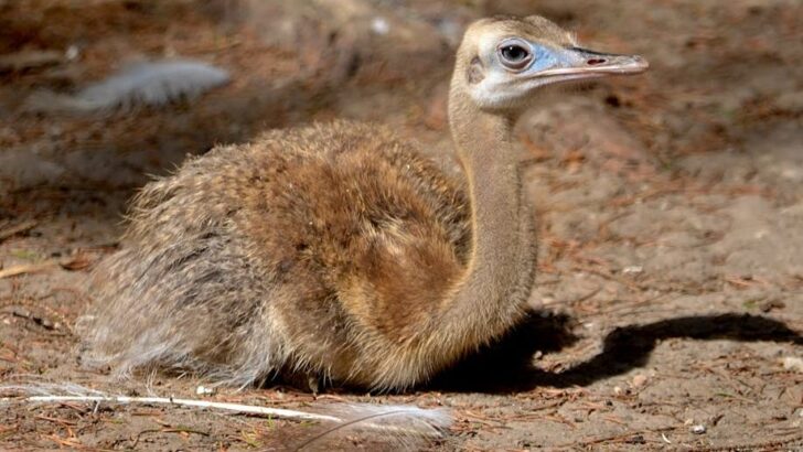 Tiny Baby Ostrich Takes Its First Wobbly Steps Despite Early Struggles