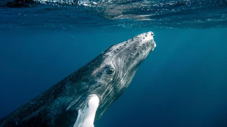 Curious 25-Ton Baby Humpback Whale Playfully Starts Pushing Diver in Incredible Underwater Game