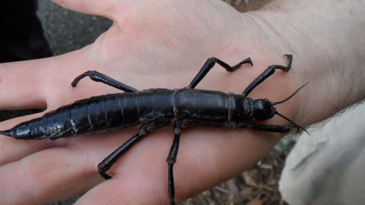10 Species That Refused to Go Extinct