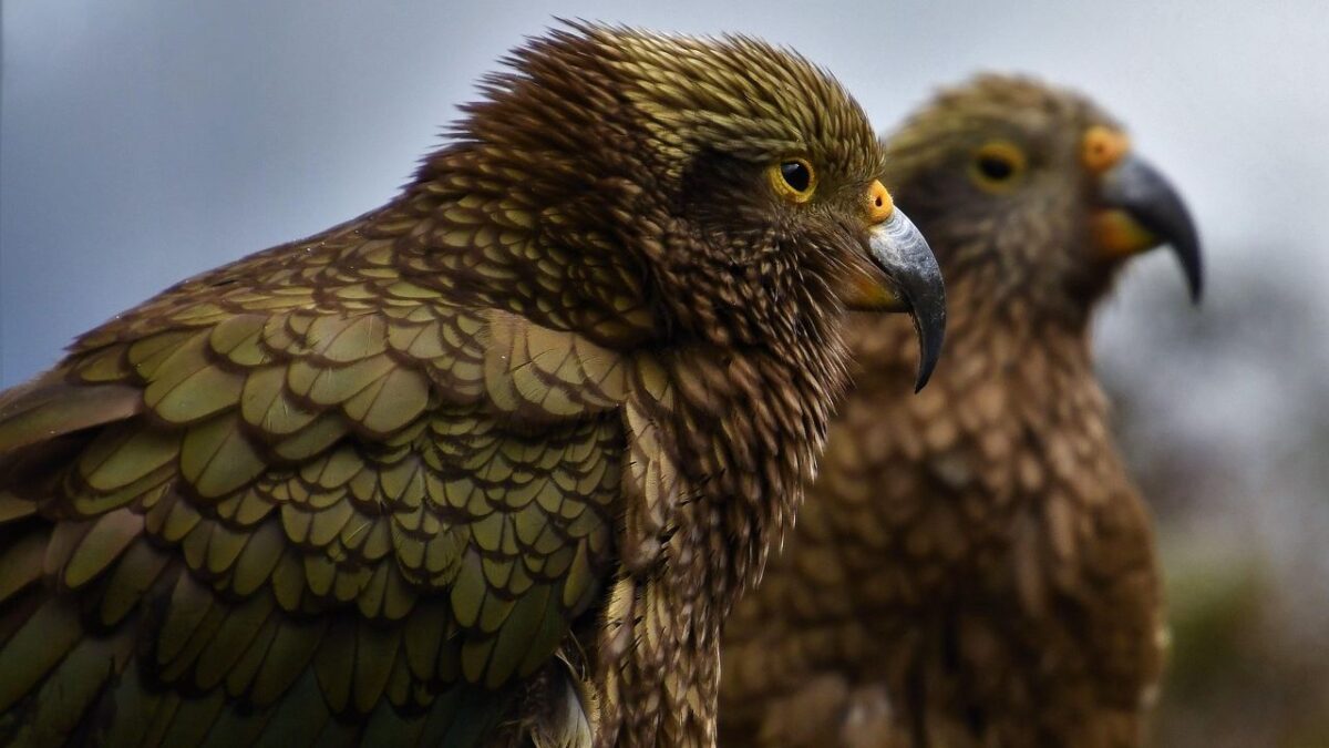 15 Unique Animals That Could Go Extinct by 2050