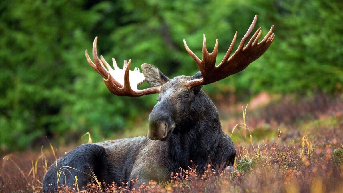 9 Dangerous Animals in Colorado's Wilderness