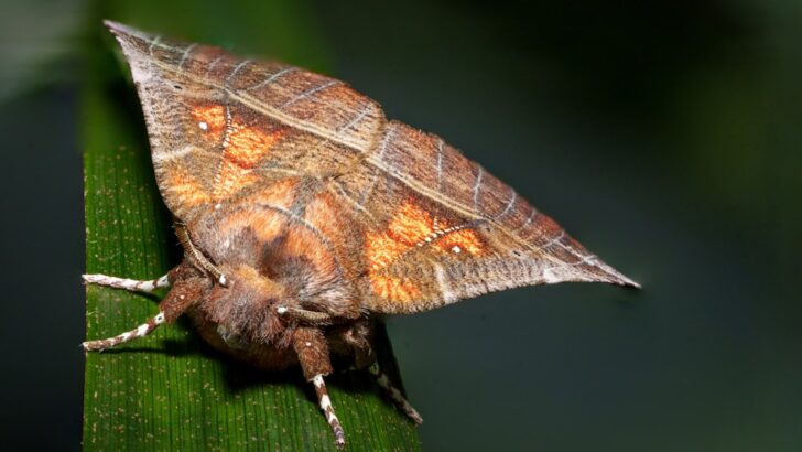 Scientists Discover 10 New Moth Species in Hawaii, Highlighting Its Unique Biodiversity