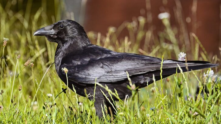 Injured Raven Returns to the Wild After Recovery at California Rescue