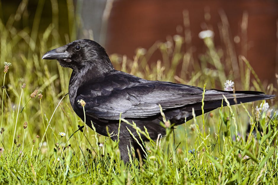Injured raven healed at Shasta Wildlife Rescue released back into the wild