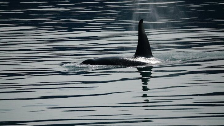 Seattle Whale Watchers Amazed by First Ever Sighting of Unfamiliar Orcas