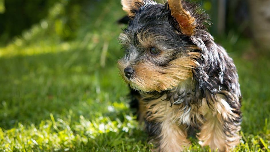 10 Dog Breeds With the Longest Lifespans You Can Adopt Today