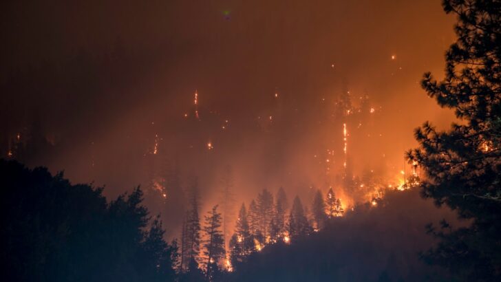 Longer Wildfire Seasons Threaten Wildlife Already Struggling With Climate Change