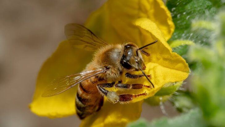 A Common Weed Killer Is Quietly Rewiring Honeybee Brains, Alarming Scientists