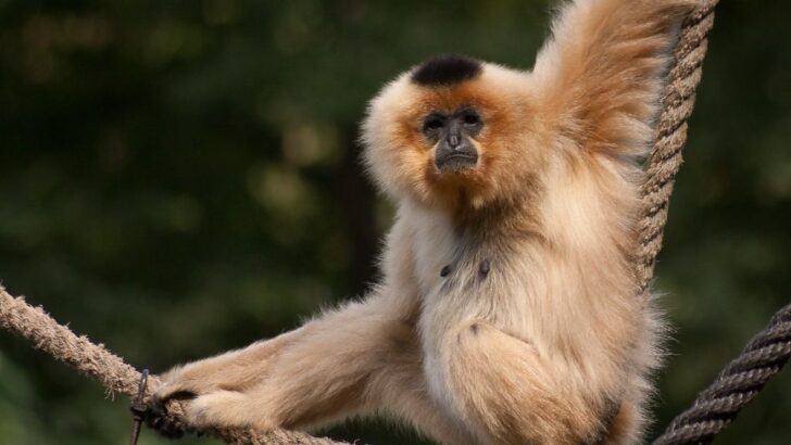 Rescued Gibbon Ah Meng Swings to Freedom on Private Island After 10 Years in Tiny Cage