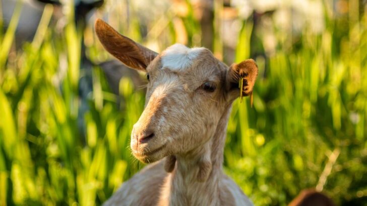 Rescue Goat Meadow Finds Friendship and Belonging After Heartbreaking Isolation