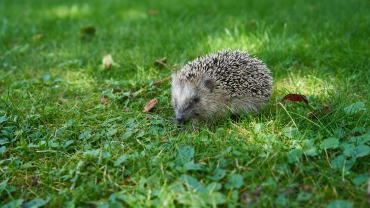 Robot Lawnmowers Blamed for Hedgehog Injuries and Death Across Germany, Call for Nationwide Ban Grows
