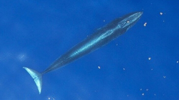 US Removes Endangered Whale Protection Laws in Gulf of Mexico, Sparking Extinction Fears