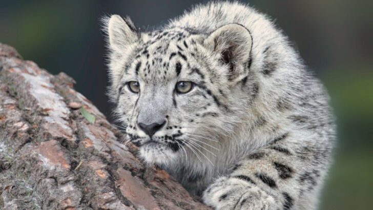 Study Reveals Three Himalayan Predators Coexist by Dividing Up Their Food Sources