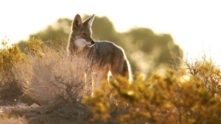 Dangerous Parasitic Tapeworm Found in Washington Coyotes Raises Risks for Dogs and Humans