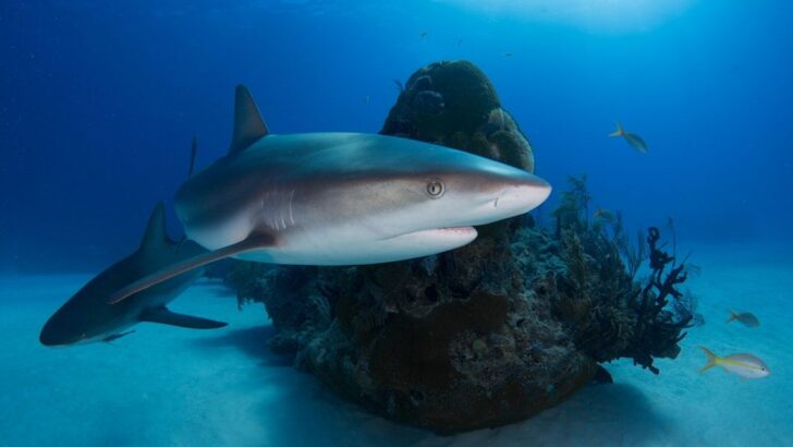 Heavy Tourism Linked to Decline in Caribbean Reef Shark Sightings