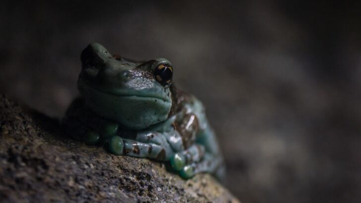 Frog Dad Risks Dangerous 60-Foot Climb to Protect His Tadpoles