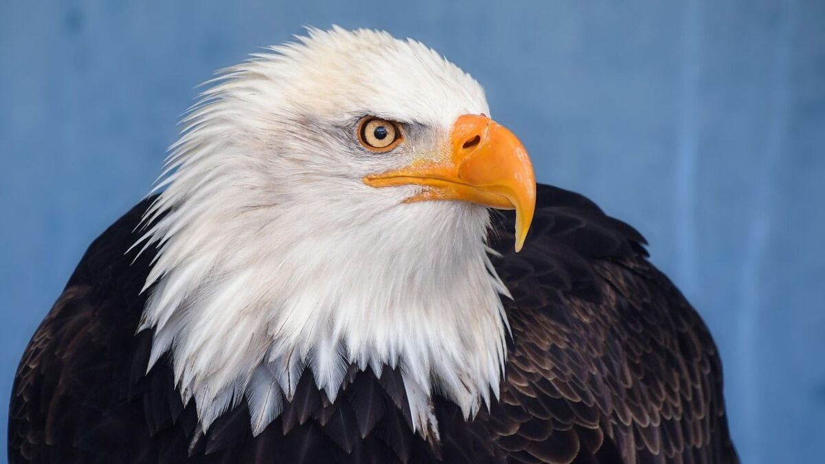 11 US States Where You Can Still Spot the Majestic Bald Eagle