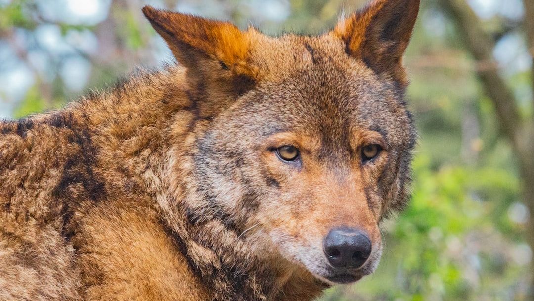 The Resurgence of the Red Wolf: A Conservation Success Story