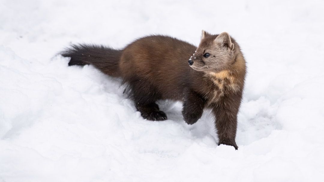 10 Amazing Facts About The Wolverine You Did Not Know