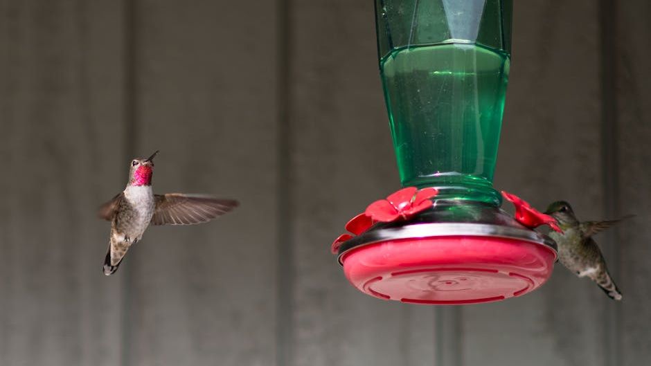 12 Facts About Hummingbirds That Will Make You Love Them Even More