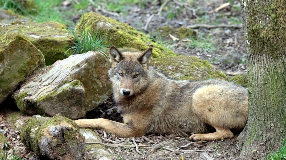 Understanding Your Dog's Body Language: Avoid Doing These 5 Things When You Come Across a Grey Wolf in Montana