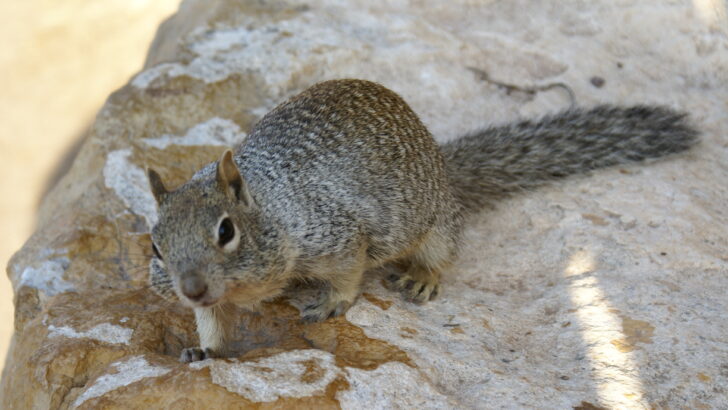 Kindhearted Stranger Stops to Help a Thirsty Squirrel in Scorching Desert Heat
