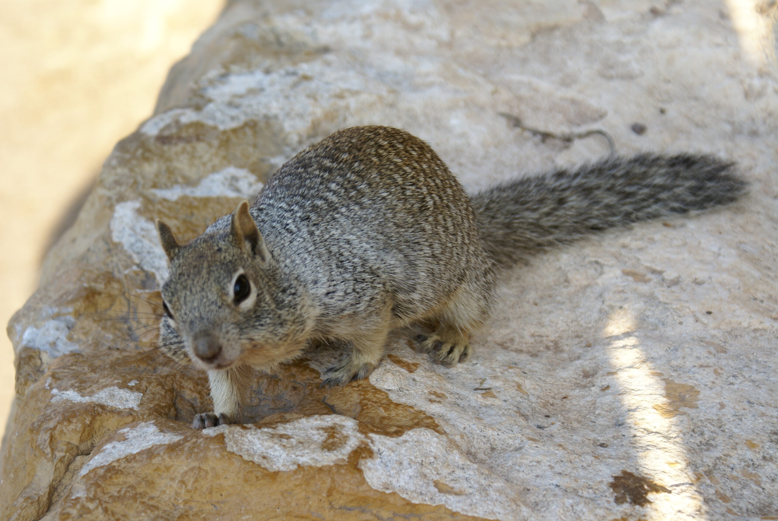 Kind Stranger Stops In Desert Heat To Share Water With A Thirsty Squirrel