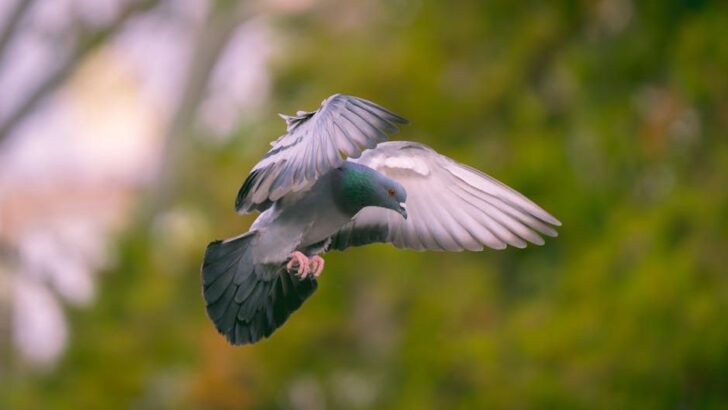 Pigeons Walk A Fine Line Between Order And Chaos, Study Finds