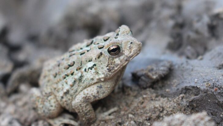 African Frogs Still Carry the Legacy of the Ice Ages, Scientists Find